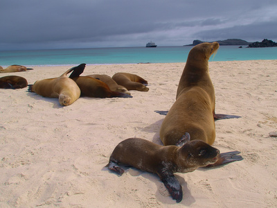 Die Inseln der Galapagos mit anderen Augen entdecken! 14