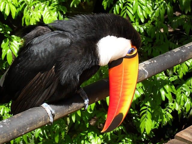 Vogelwelt bei den Iguazu Wasserfällen