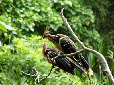Amazonas Abenteuer in Ecuador 4