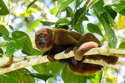 Amazonas Abenteuer in Ecuador 3